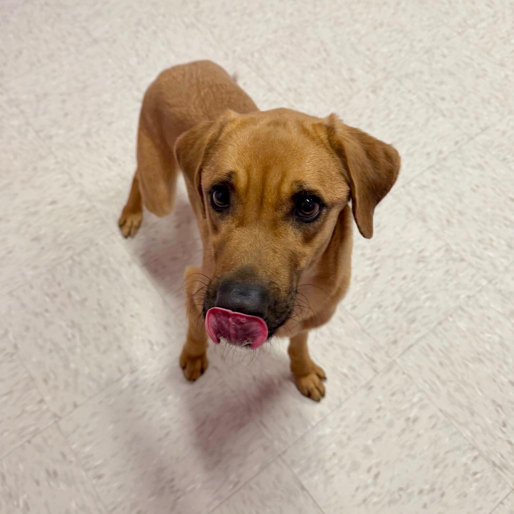 Enlarge Dallas, a Adoptable mixed breed in Binghamton, NY image 4/5