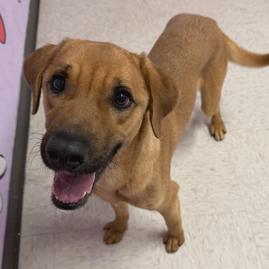 Enlarge Dallas, a Adoptable mixed breed in Binghamton, NY image 5/5