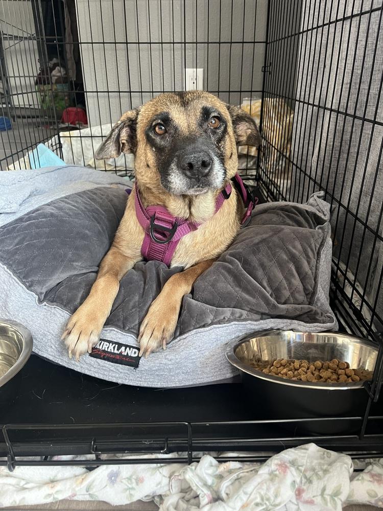 Enlarge MISTY, a Adoptable Shepherd in Thornton, CO image 1/5