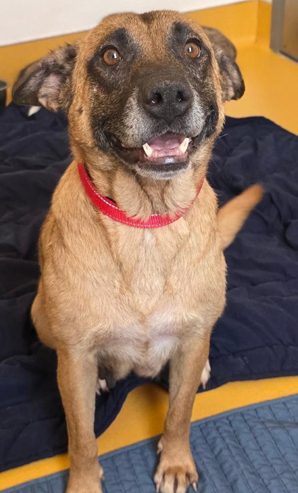 Enlarge MISTY, a Adoptable Shepherd in Thornton, CO image 2/5