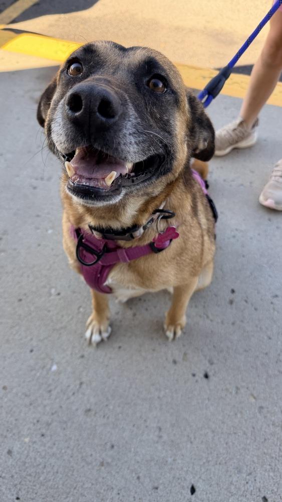 Enlarge MISTY, a Adoptable Shepherd in Thornton, CO image 3/6