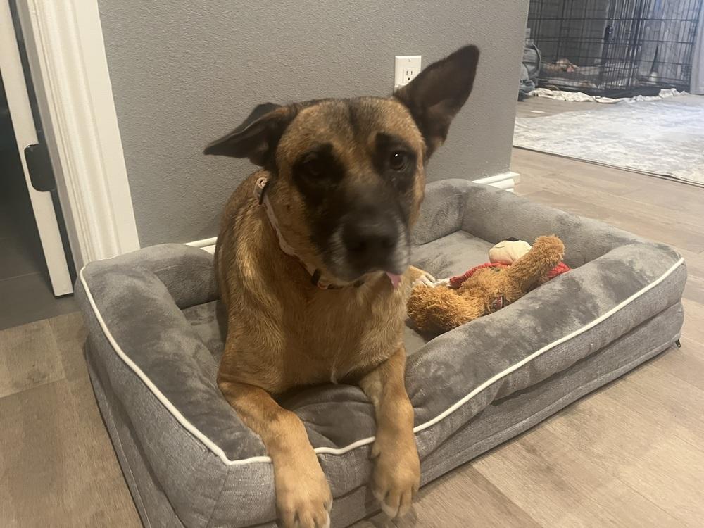Enlarge MISTY, a Adoptable Shepherd in Thornton, CO image 5/5