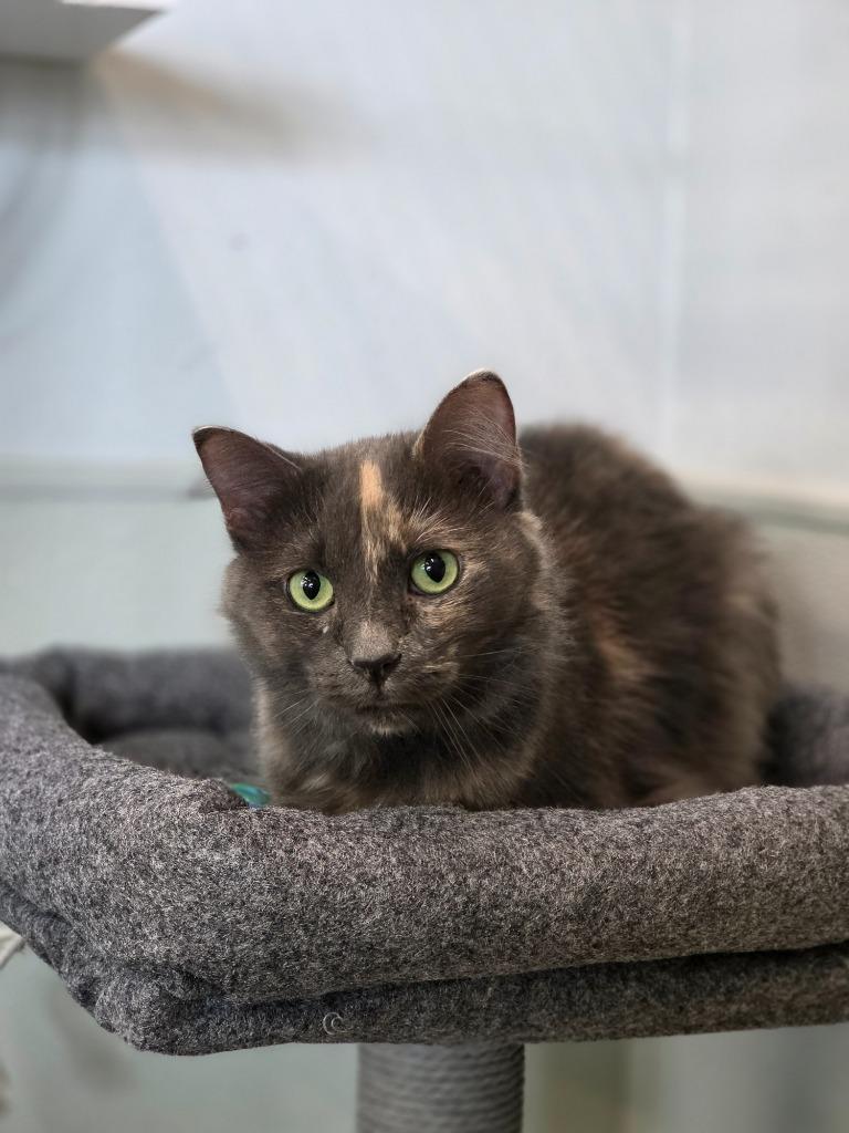 Enlarge Cleo nka Bo, a Adopted mixed breed in Minot, ND image 1/2