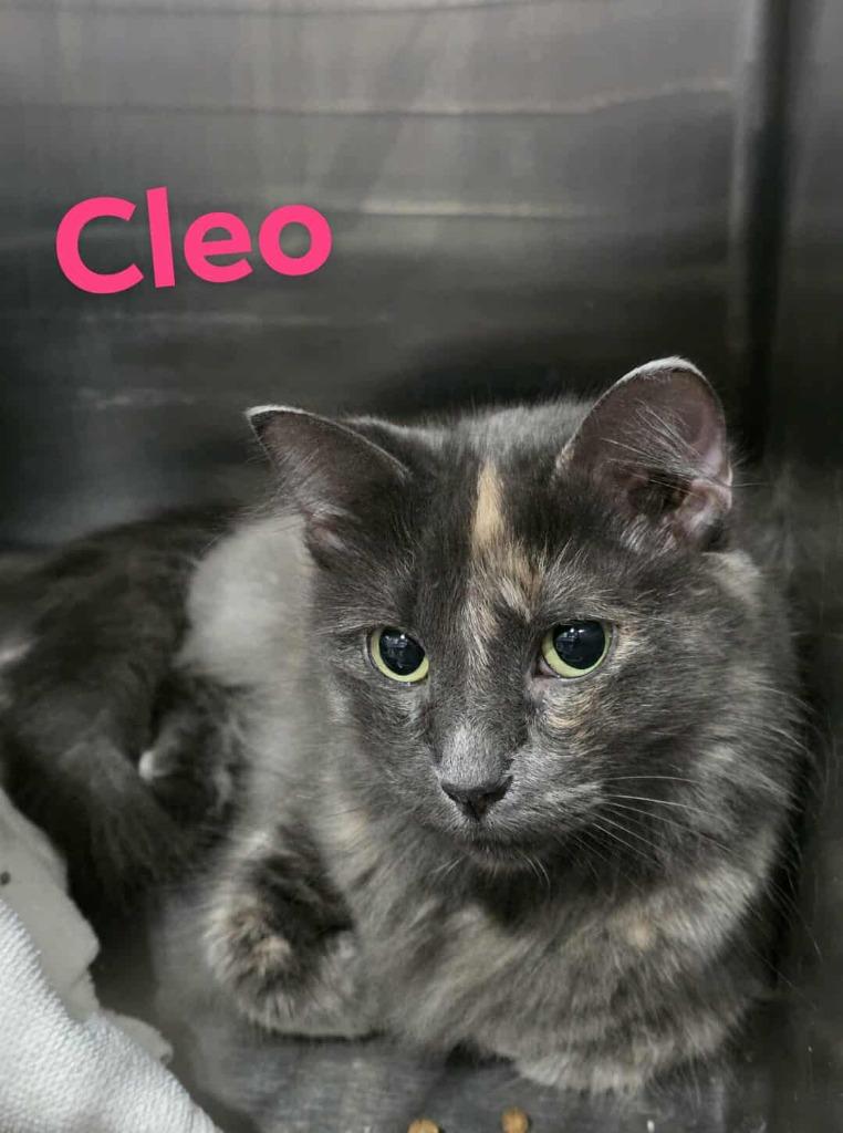 Enlarge Cleo nka Bo, a Adopted mixed breed in Minot, ND image 2/2