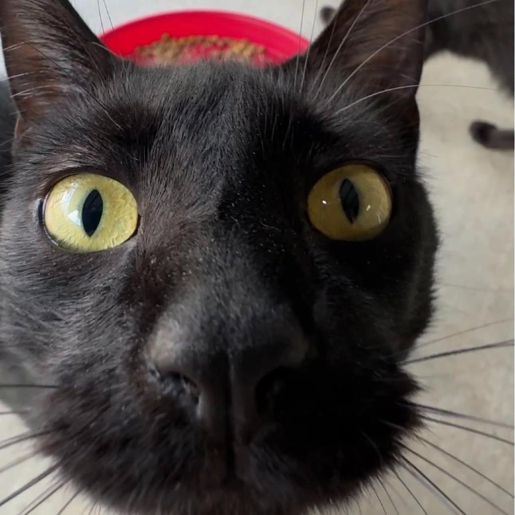 Riven, a Adoptable Domestic Short Hair in Monroe, LA image 1/3