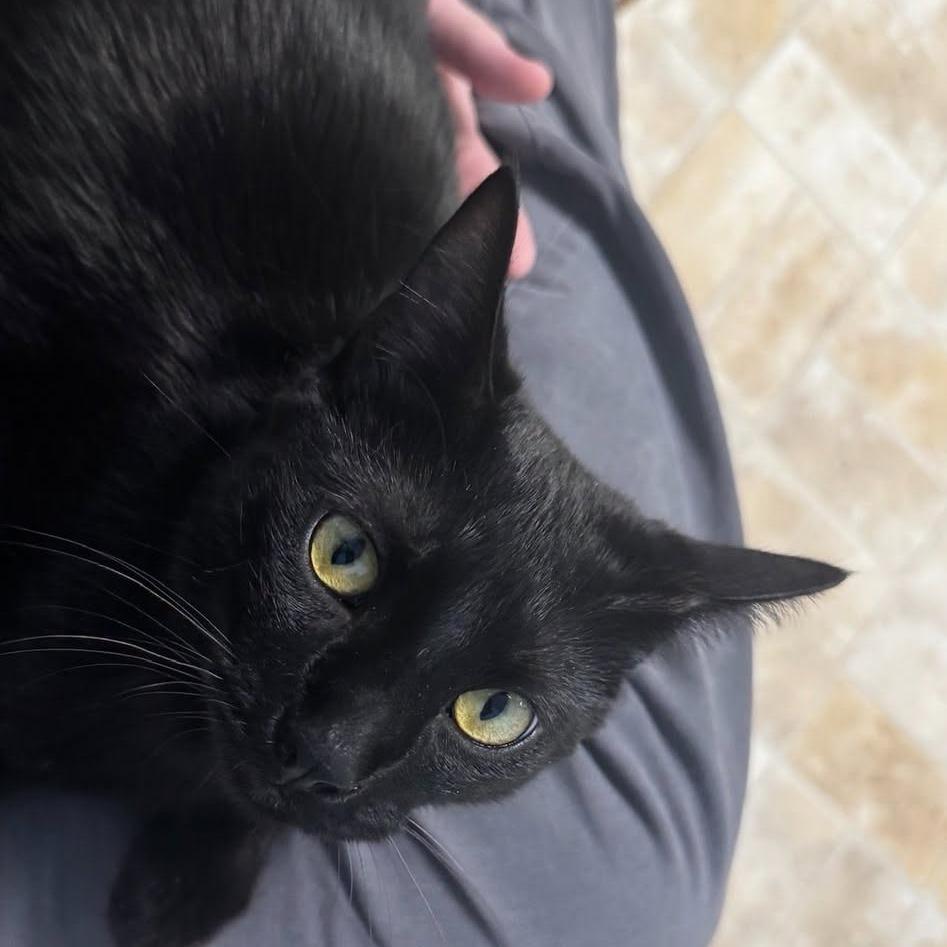 Riven, a Adoptable Domestic Short Hair in Monroe, LA image 2/3