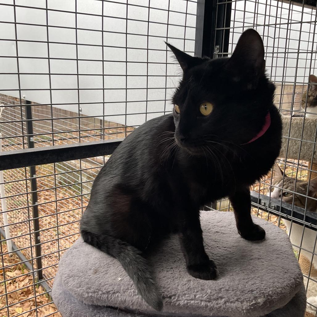 Enlarge Riven, a Adoptable Domestic Short Hair in Monroe, LA image 1/1