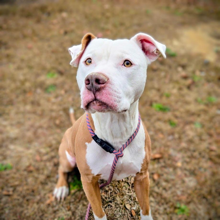 Enlarge River, a Adoptable mixed breed in Douglasville, GA image 1/2