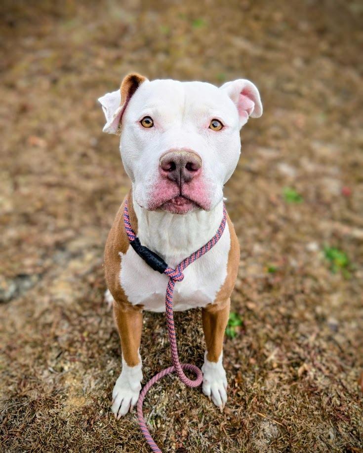 Enlarge River, a Adoptable mixed breed in Douglasville, GA image 2/2