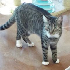 Discover--Adoptable with Bonded Companion, Lancelot, a Adoptable Tabby in Green Valley, AZ image 1/6