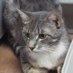 Discover--Adoptable with Bonded Companion, Lancelot, a Adoptable Tabby in Green Valley, AZ image 3/6