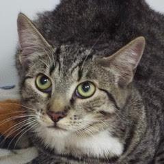 Discover--Adoptable with Bonded Companion, Lancelot, a Adoptable Tabby in Green Valley, AZ image 6/6
