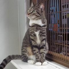 Discover--Adoptable with Bonded Companion, Lancelot, a Adoptable Tabby in Green Valley, AZ image 4/6