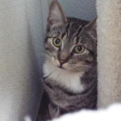 Discover--Adoptable with Bonded Companion, Lancelot, a Adoptable Tabby in Green Valley, AZ image 5/6