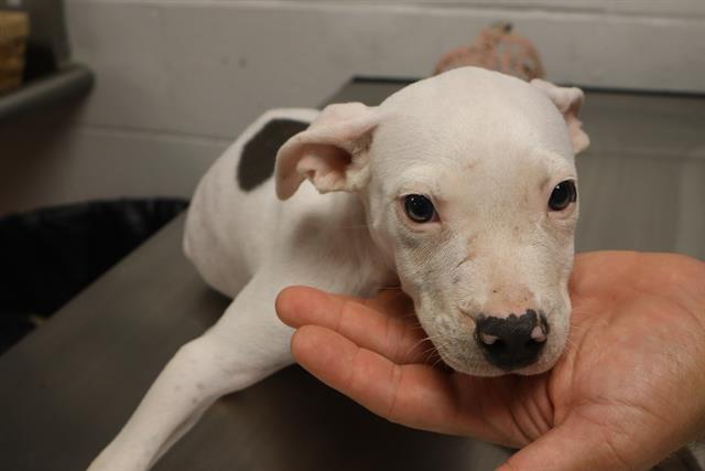 Enlarge DOLPHIN, a Adoptable Mixed Breed in Columbia, SC image 1/1
