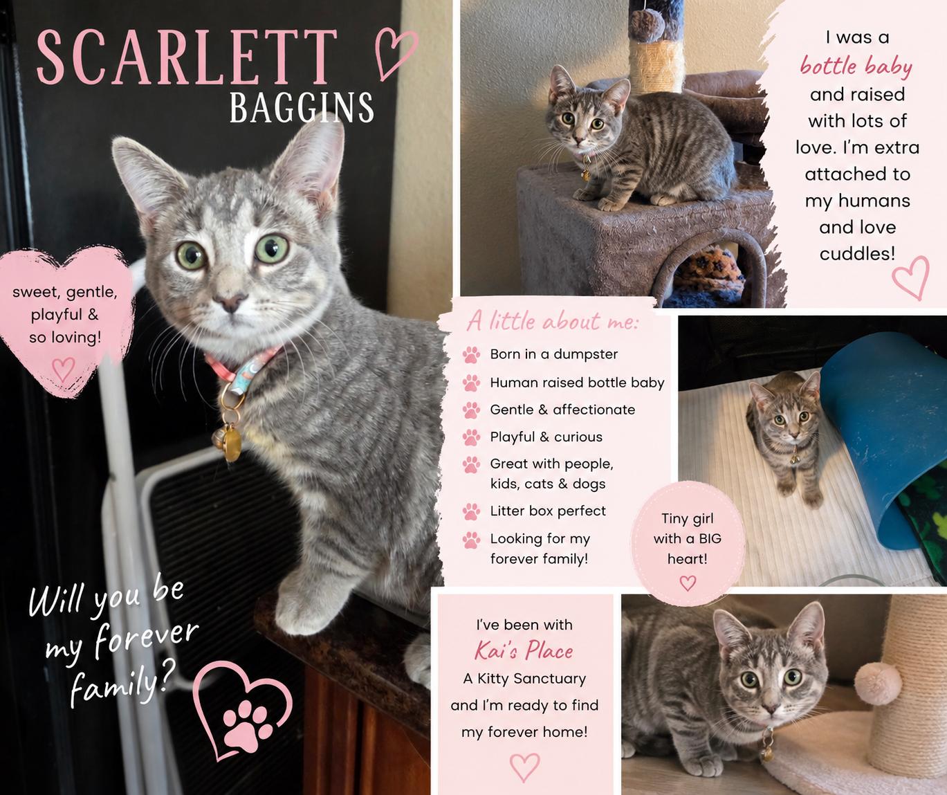 Scarlett Baggins, adopted, Kitten Female Tabby.