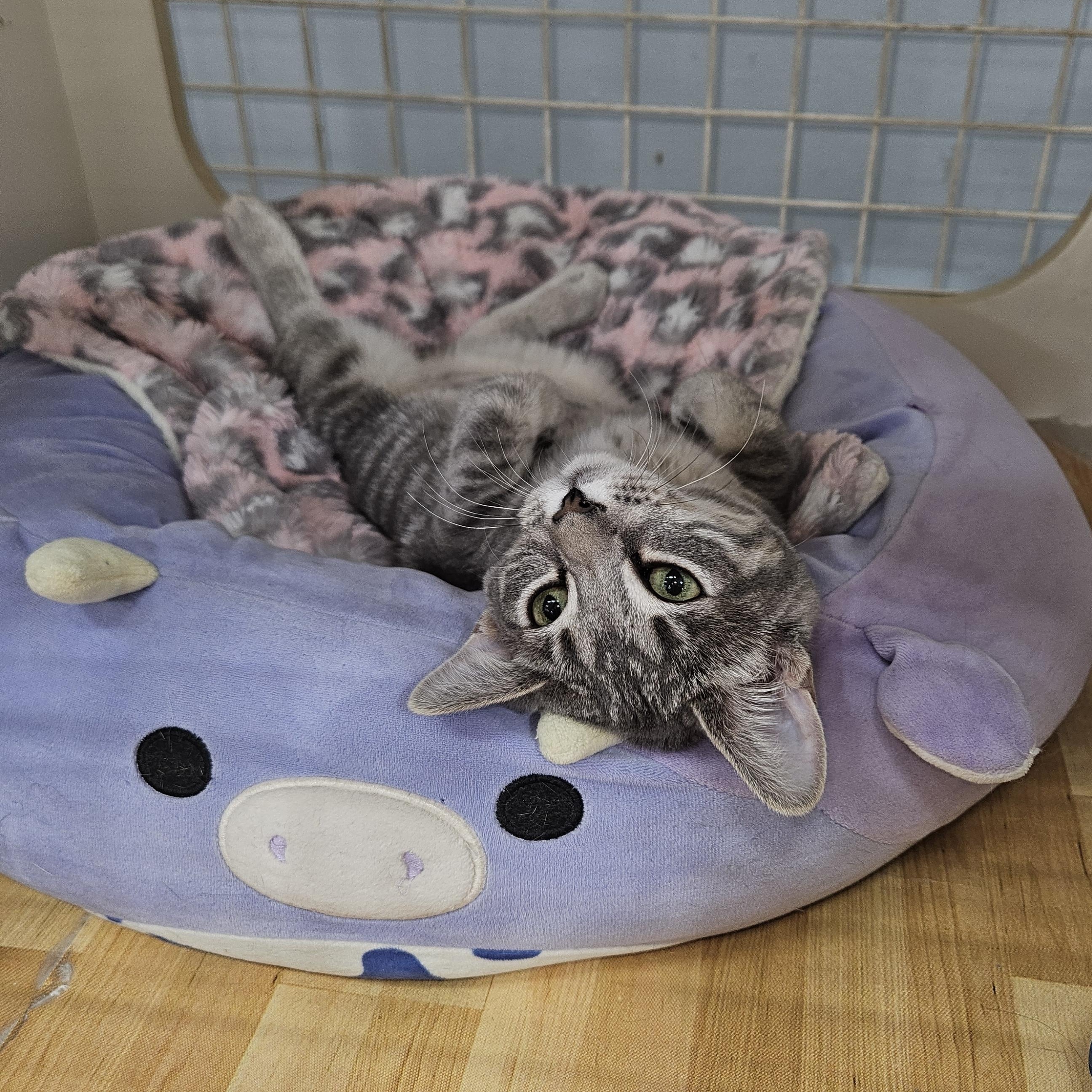 Enlarge Scarlett Baggins, an adopted Tabby in Phoenix, AZ image 2/2