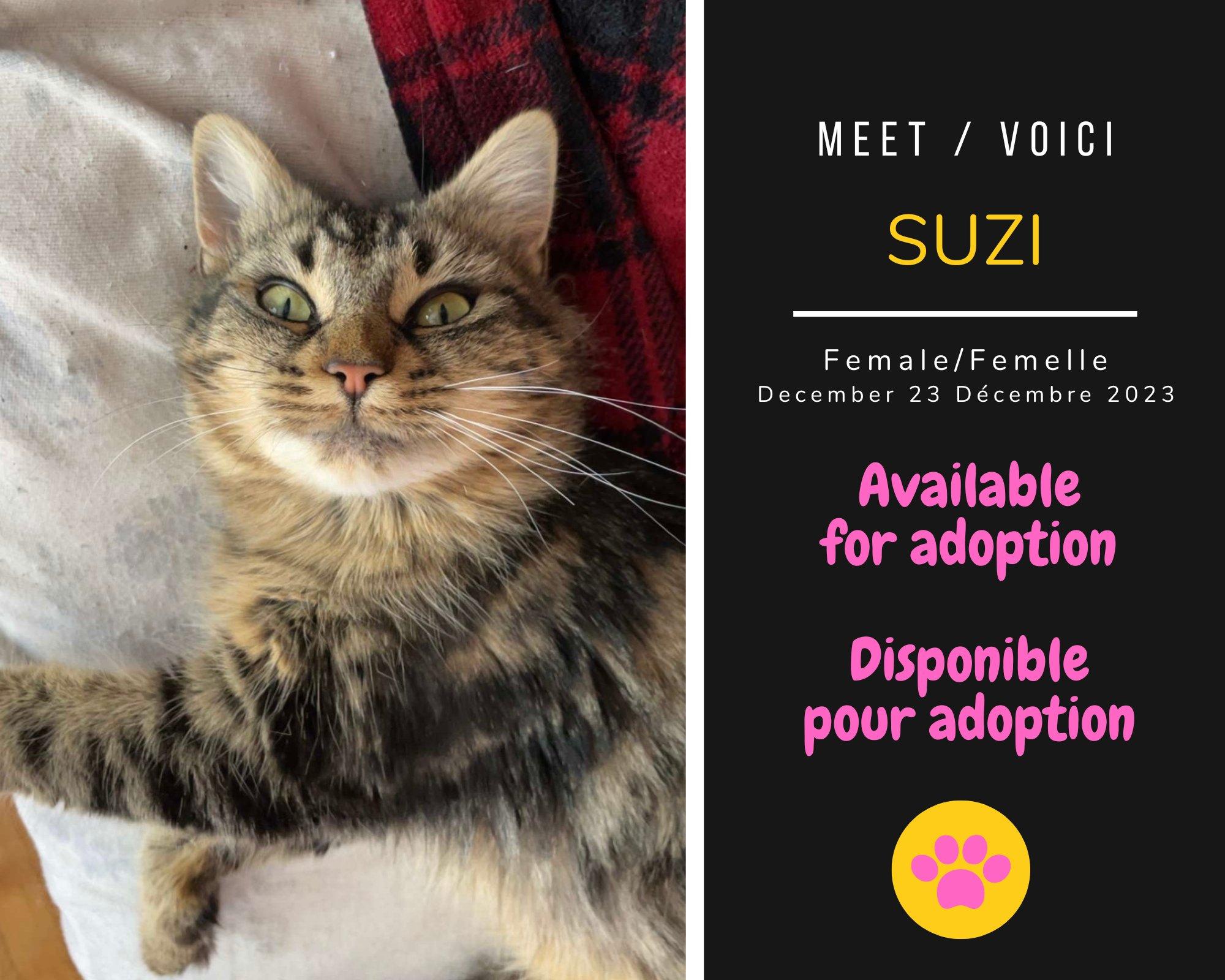 Enlarge Suzi, a Adoptable Domestic Short Hair in Dsl De Drummond, NB image 1/1
