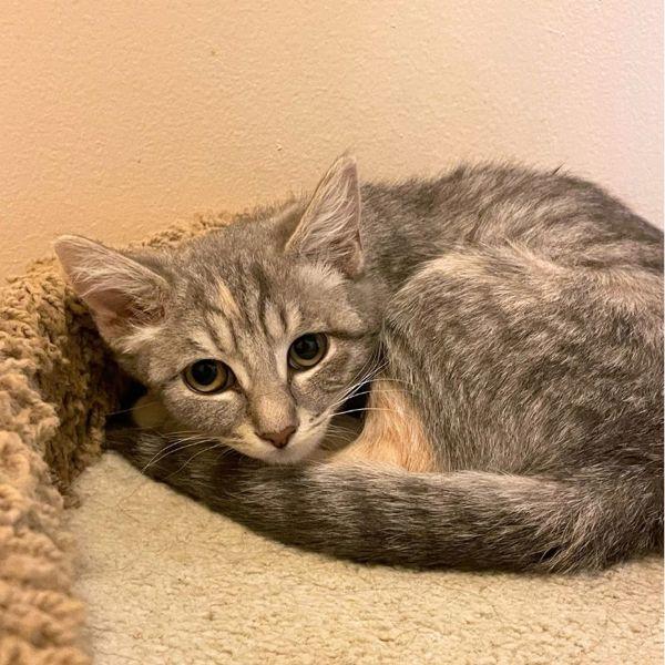 Candice, Adoptable, Kitten Female Domestic Short Hair.