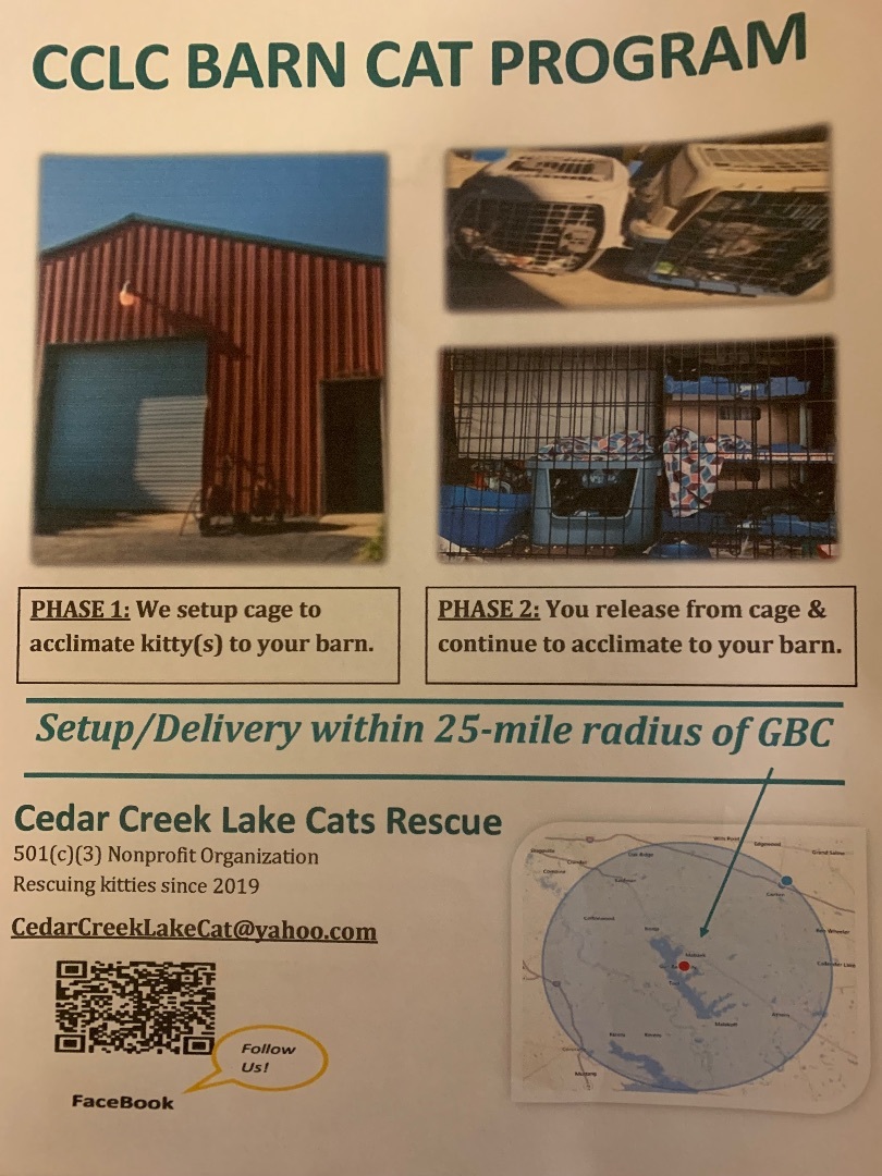 Enlarge Barn Cats, a Adoptable Domestic Short Hair in Mabank, TX image 1/6