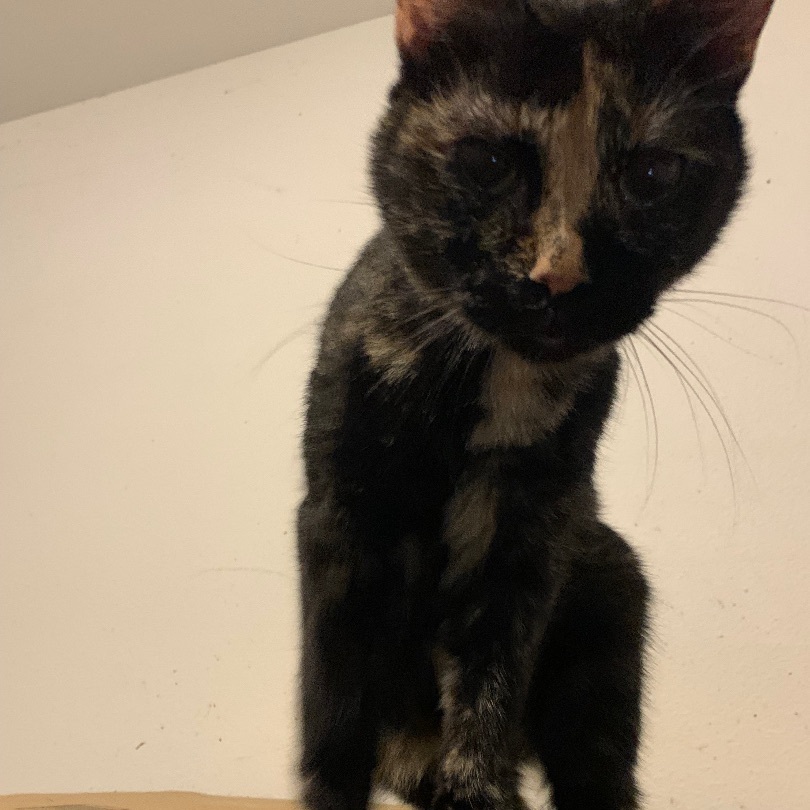 Enlarge Barn Cats, a Adoptable Domestic Short Hair in Mabank, TX image 3/6