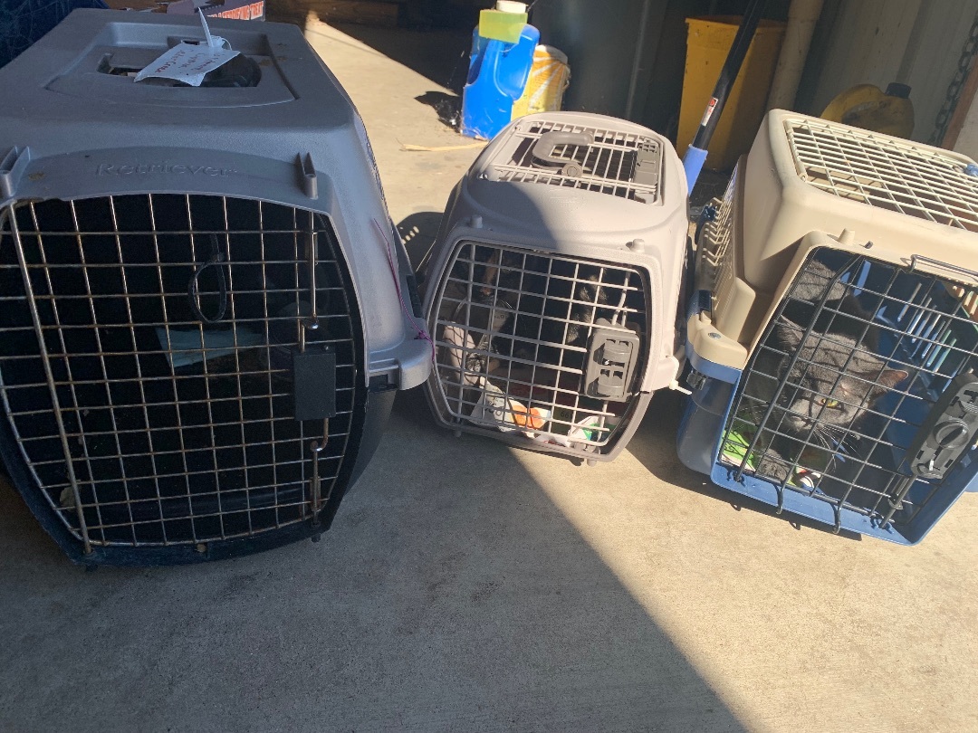 Enlarge Barn Cats, a Adoptable Domestic Short Hair in Mabank, TX image 4/6