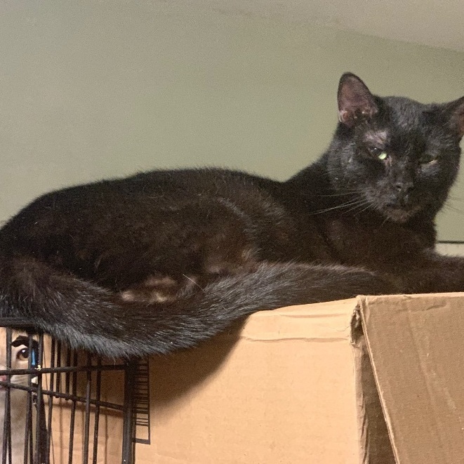 Enlarge Barn Cats, a Adoptable Domestic Short Hair in Mabank, TX image 5/6