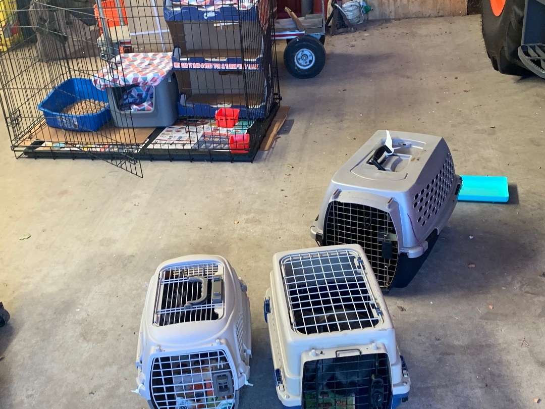 Barn Cats, Adoptable, Adult Female Domestic Short Hair.