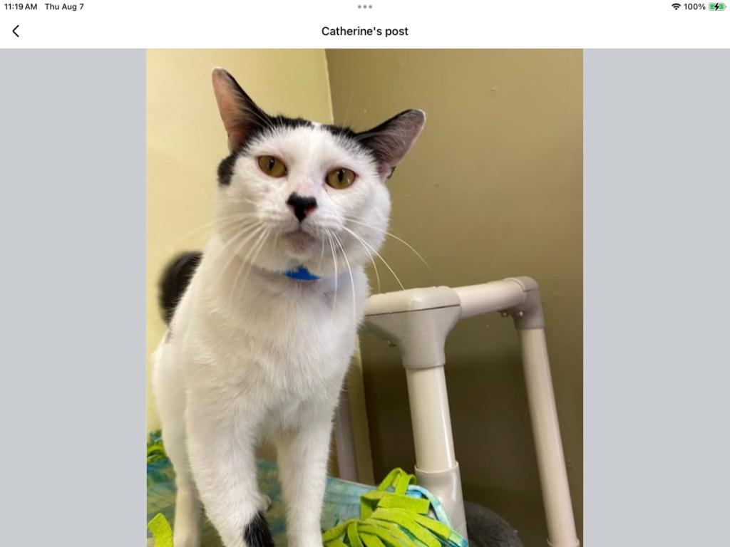 Enlarge WESTON, a Adoptable mixed breed in Muskegon, MI image 1/6