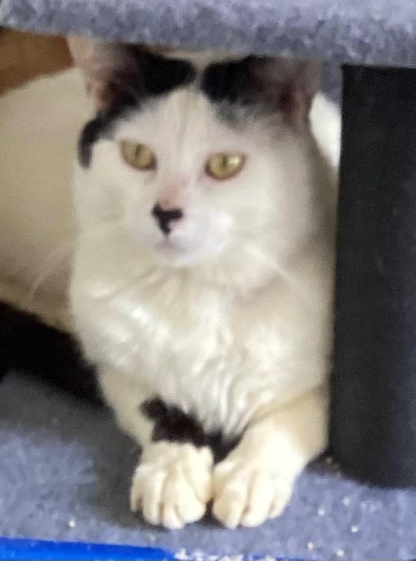 Enlarge WESTON, a Adoptable mixed breed in Muskegon, MI image 2/6