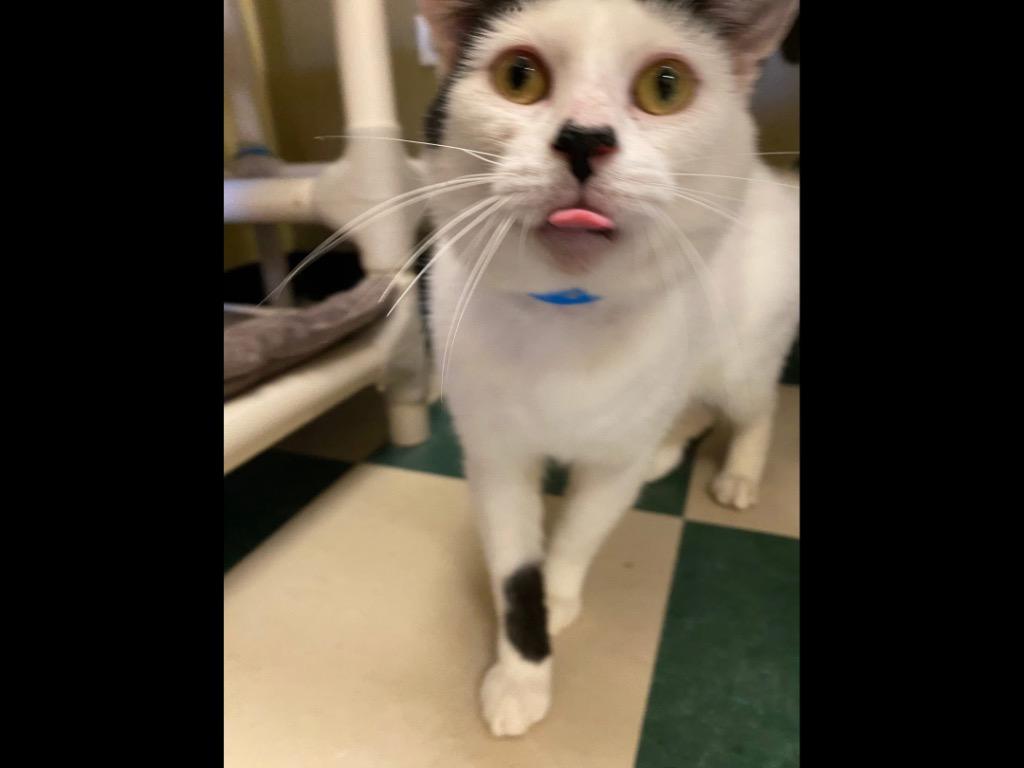 Enlarge WESTON, a Adoptable mixed breed in Muskegon, MI image 3/6