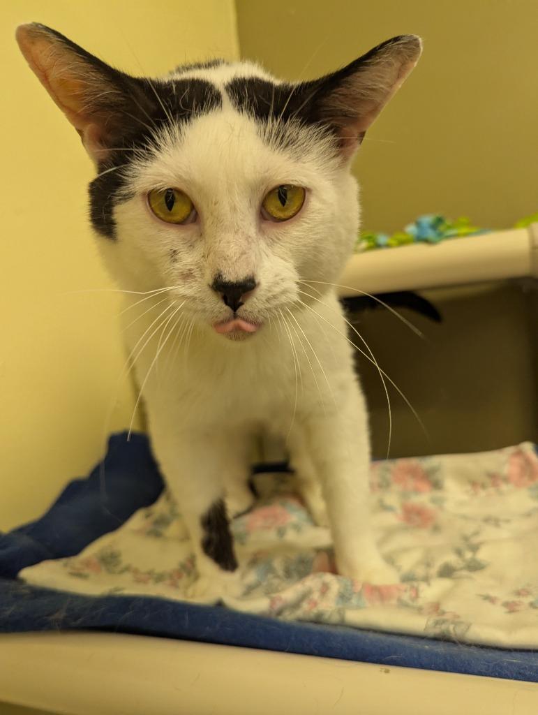 Enlarge WESTON, a Adoptable mixed breed in Muskegon, MI image 4/6