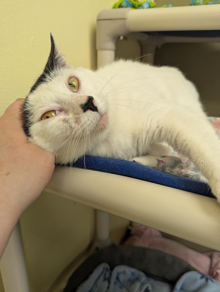 Enlarge WESTON, a Adoptable mixed breed in Muskegon, MI image 5/6