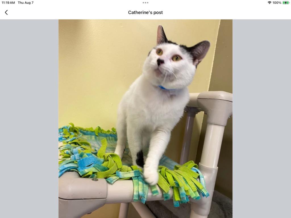 Enlarge WESTON, a Adoptable mixed breed in Muskegon, MI image 6/6