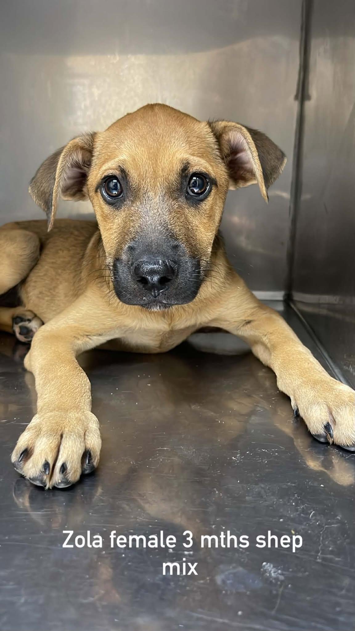 Zola, adopted, Puppy Female Shepherd.