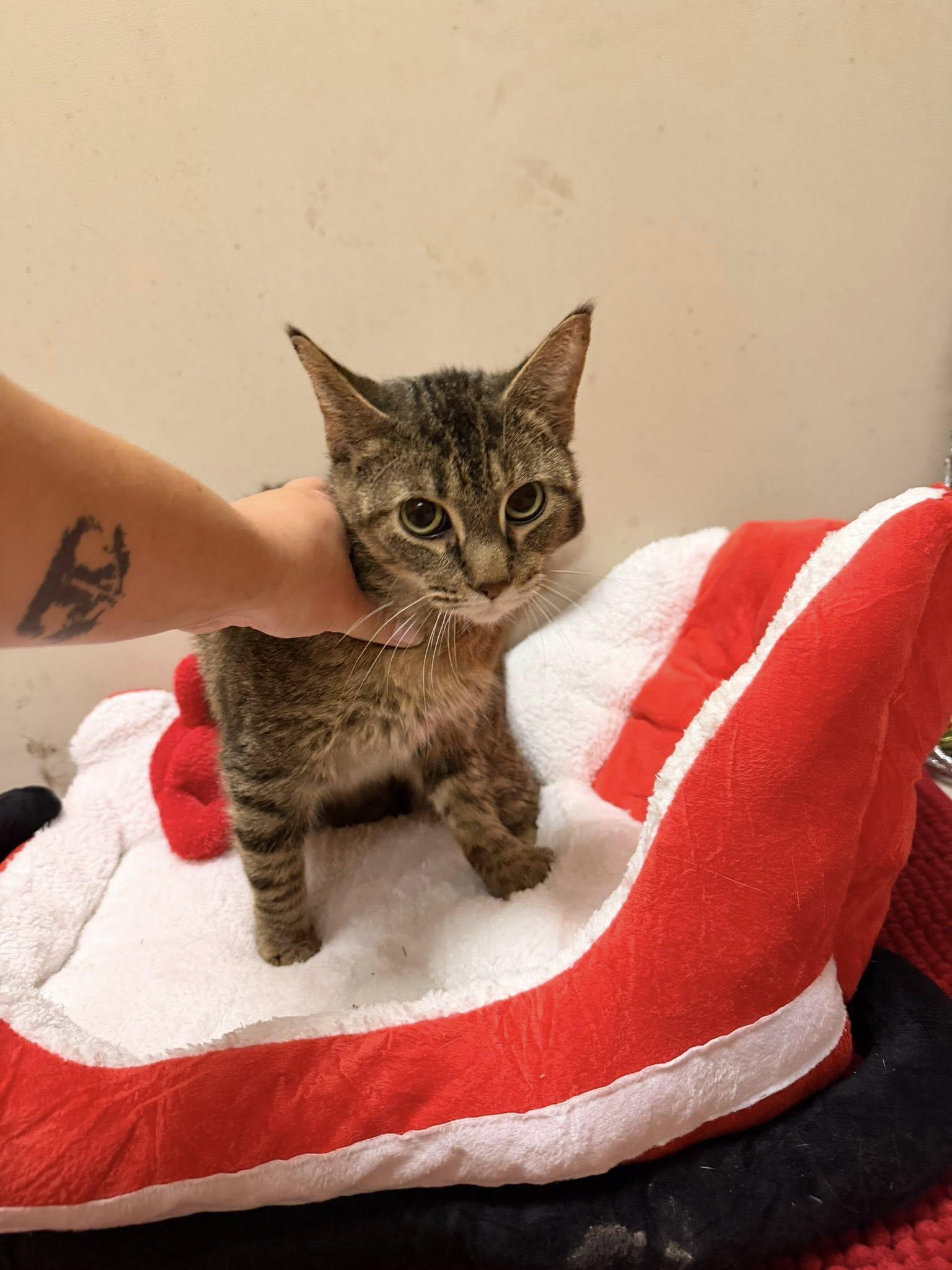 Enlarge Lucy, a Adoptable Domestic Short Hair in Terre Haute, IN image 1/1
