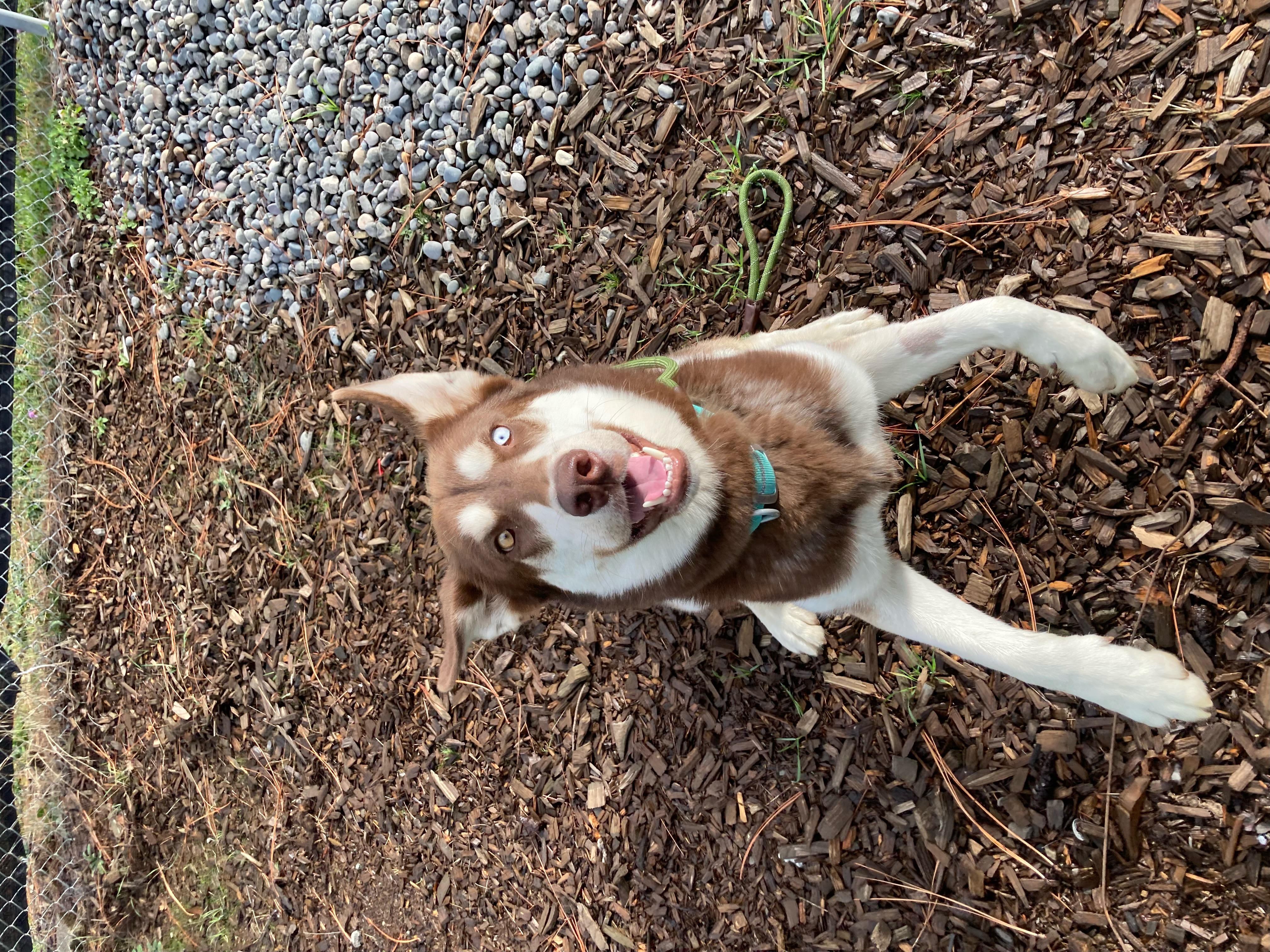 Atlas, a Adoptable Siberian Husky in Hood River, OR image 4/5