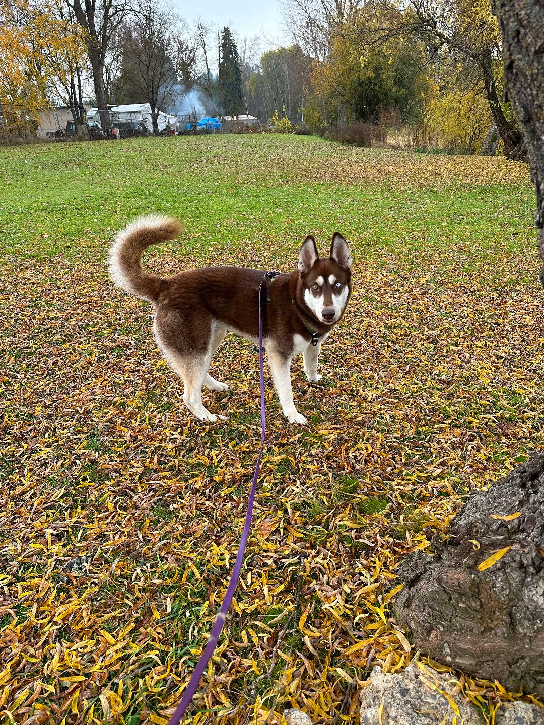 Atlas, a Adoptable Siberian Husky in Hood River, OR image 3/5