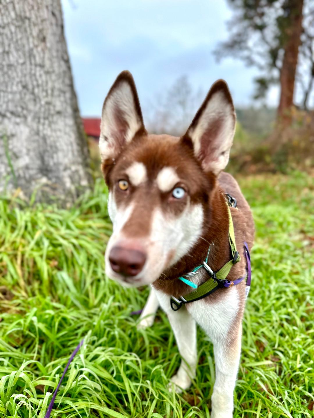 Atlas, a Adoptable Siberian Husky in Hood River, OR image 1/5