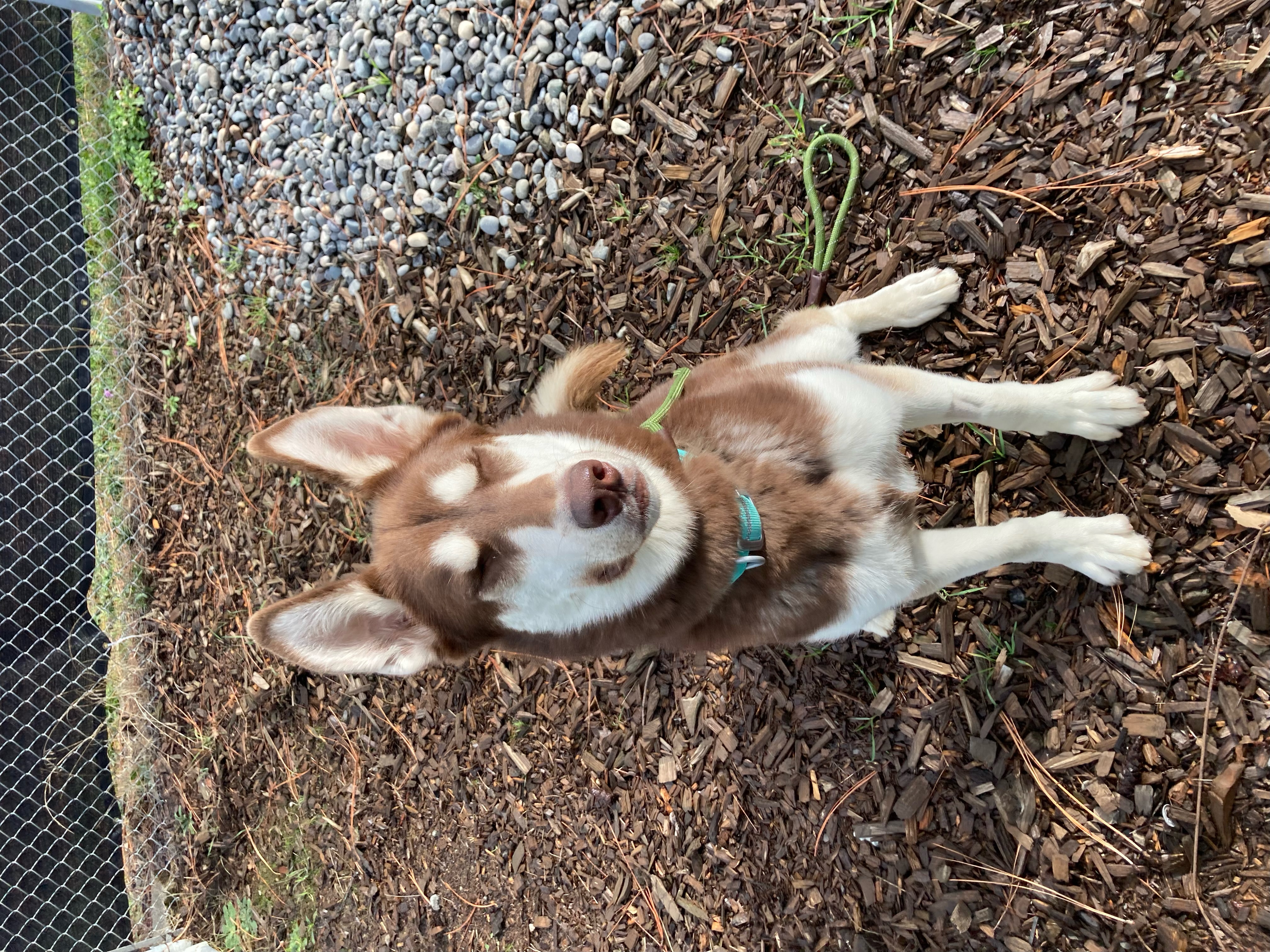 Atlas, a Adoptable Siberian Husky in Hood River, OR image 5/5