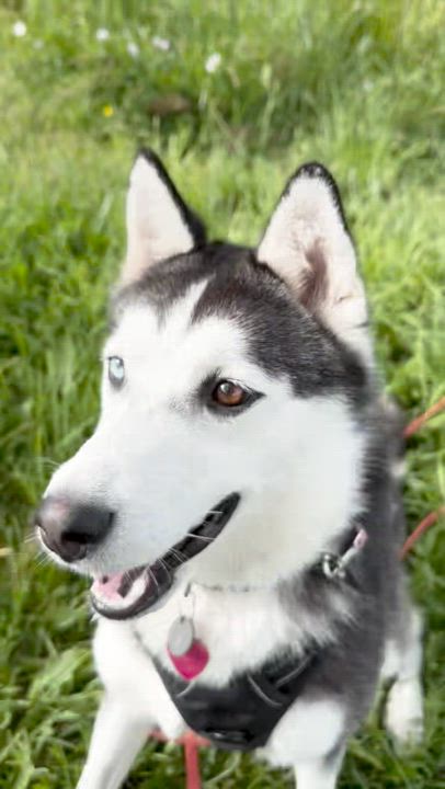 Enlarge Atlas, a Adoptable Siberian Husky in Hood River, OR video 2/5
