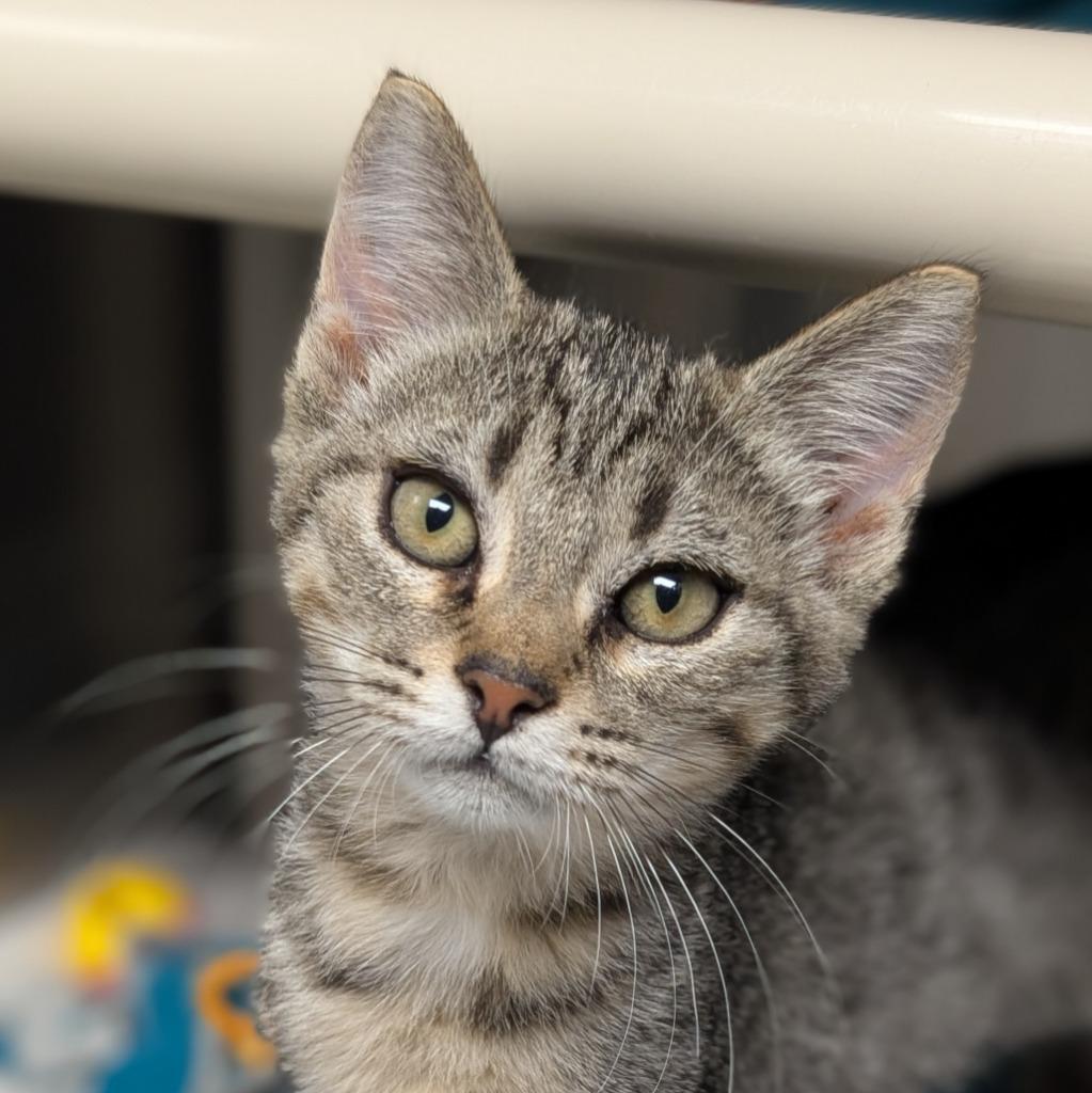 Moth, Adoptable, Kitten Female Domestic Short Hair.