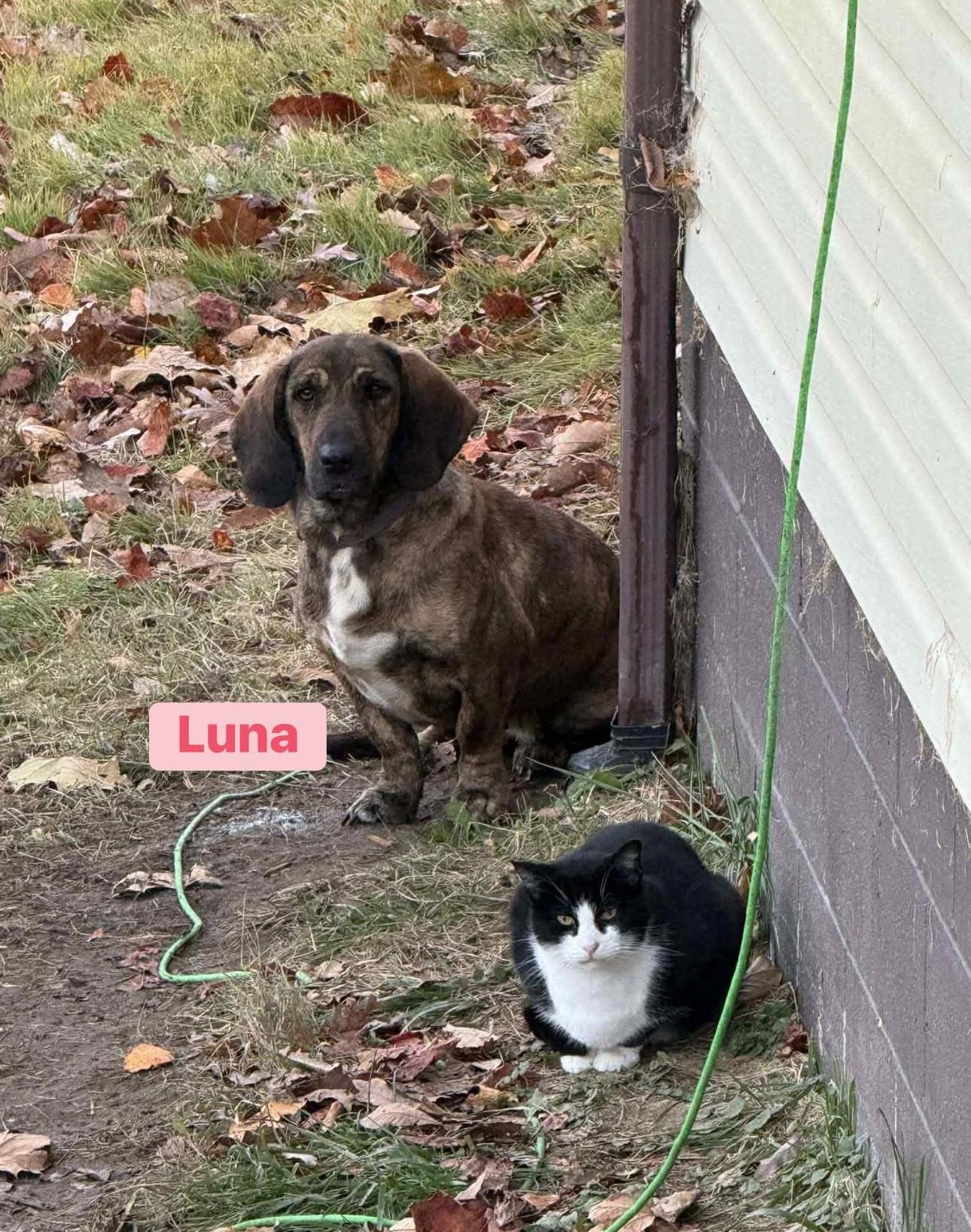 Luna, Adoptable, Young Female Basset Hound & Dachshund.