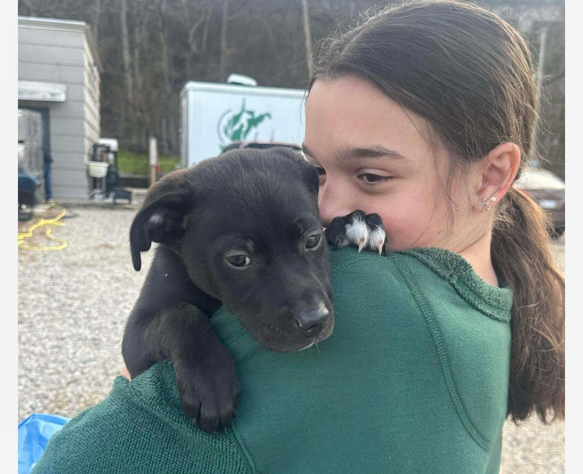 Enlarge Tootsie , a ADOPTABLE mixed breed in Columbia, MD image 3/4