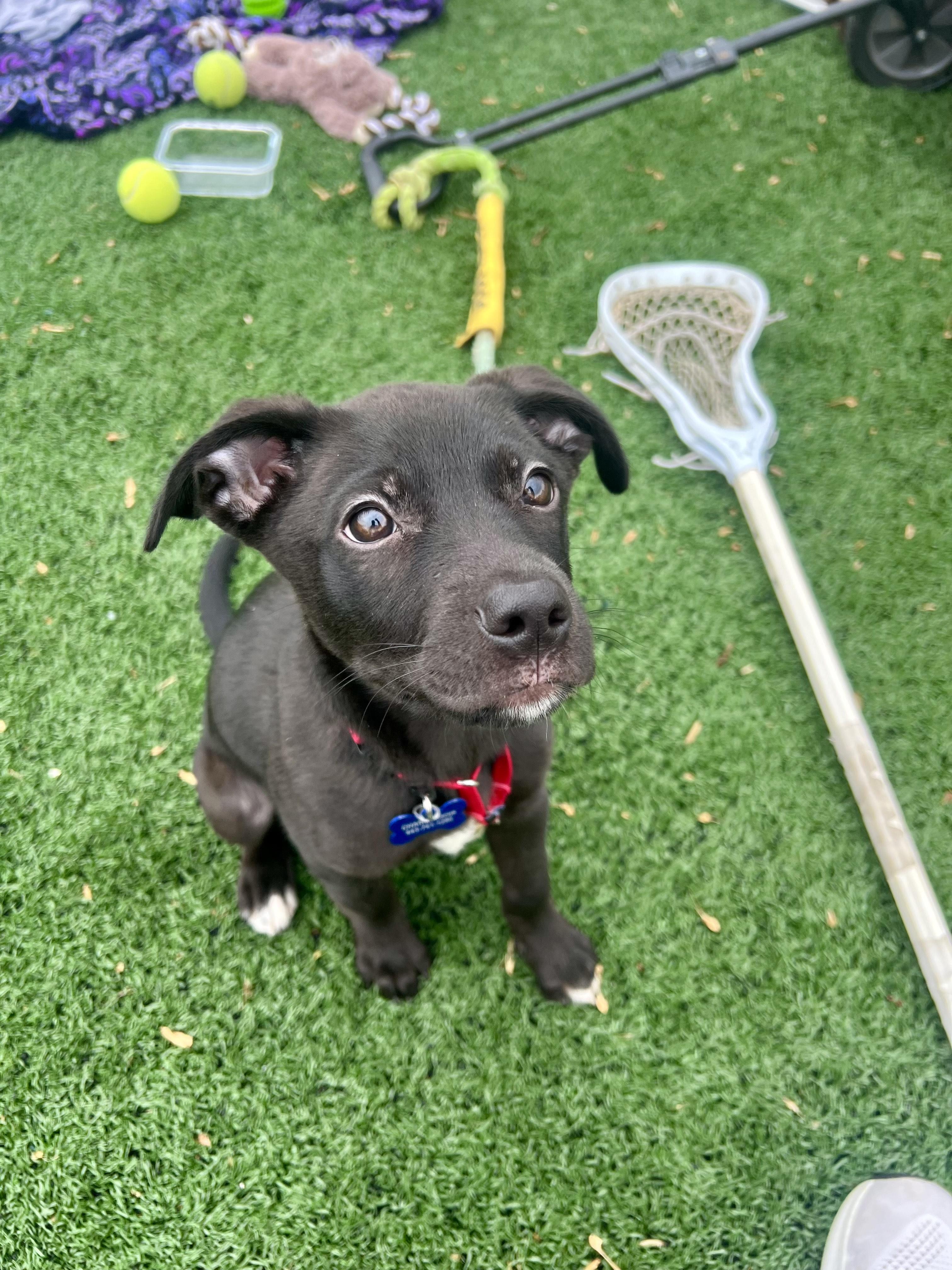 Enlarge Tootsie , a ADOPTABLE mixed breed in Columbia, MD image 1/5