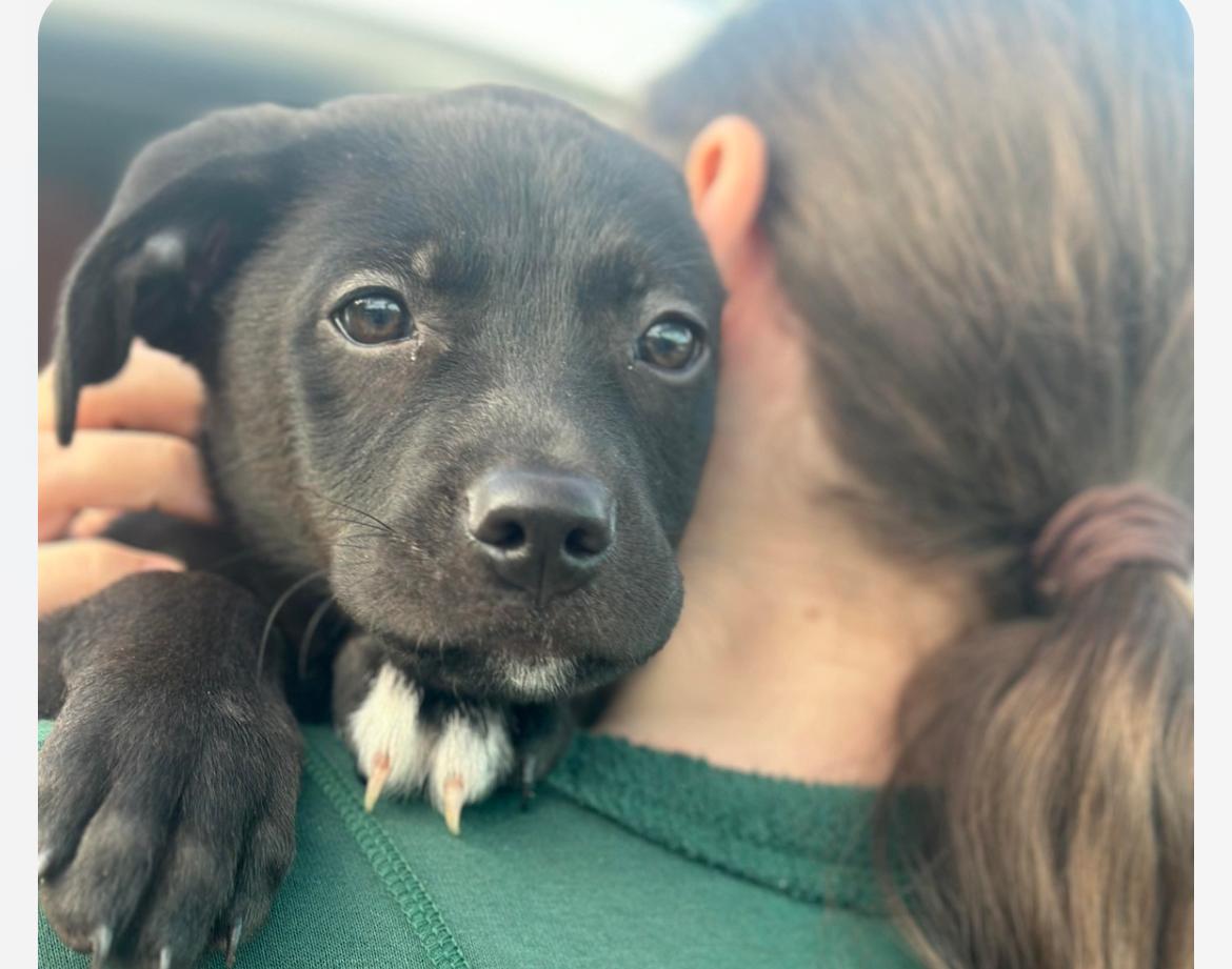 Tootsie , ADOPTABLE, Puppy Female Black Labrador Retriever.