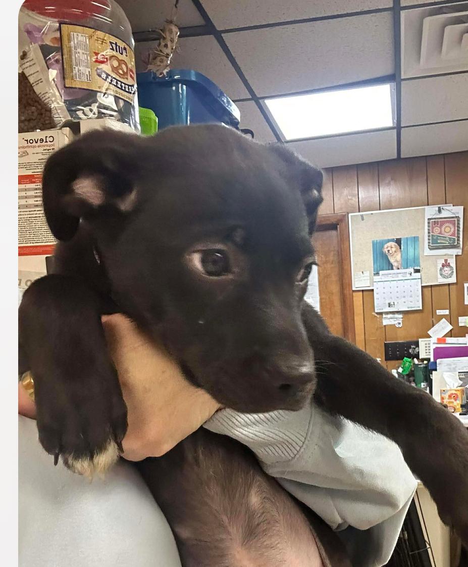 Enlarge Tootsie , a ADOPTABLE mixed breed in Columbia, MD image 4/4
