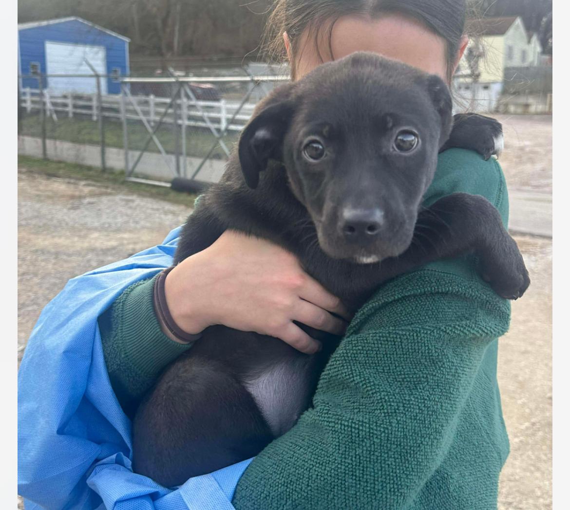 Enlarge Tootsie , a ADOPTABLE mixed breed in Columbia, MD image 2/4