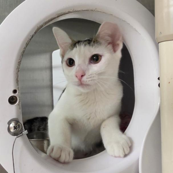 Enlarge Stevie, a Adoptable Domestic Short Hair in Briarcliff Manor, NY image 2/2