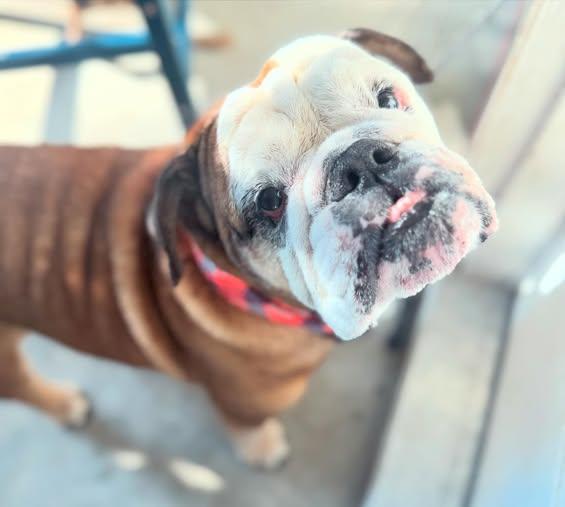 Enlarge Matilda, a ADOPTABLE English Bulldog in Navarre, FL image 1/1